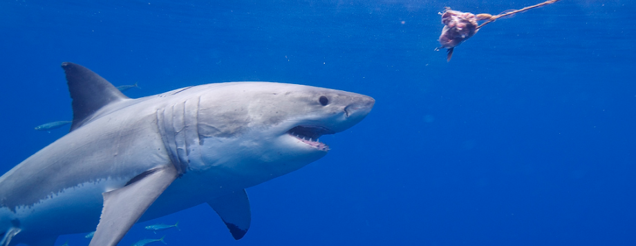 remodeling sales like a shark hunting-photo-Flickr user-Elias Levy-CC by 2.0