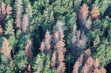 Canadian forest from the air