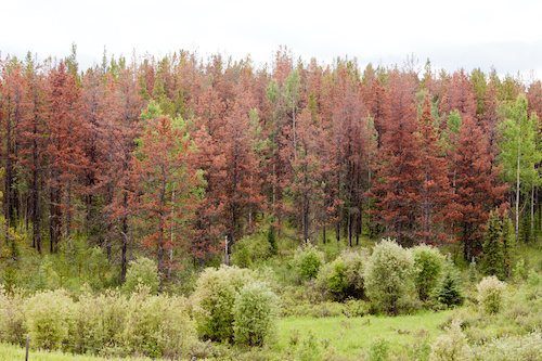 pine forest killed by mountain beetle