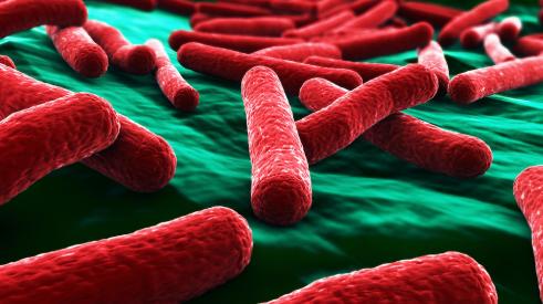 E-Coli bacteria 