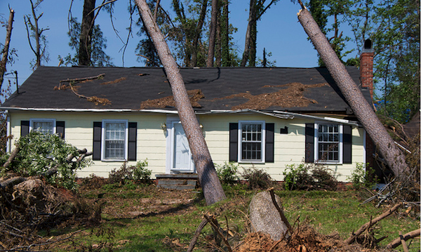 roof storm damage trees fallen